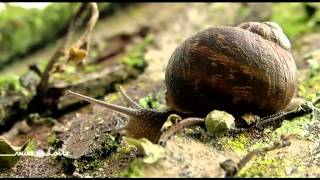 reportage  Le platane de Savennières [upl. by Garbe357]