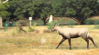 nilgai running [upl. by Aydin]