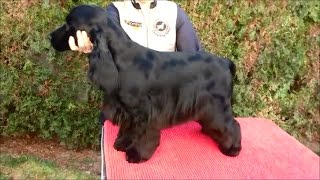 English Cocker Spaniel grooming by Rita Szakács [upl. by Henrieta]