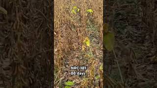 Nrc 181 soybean variety farming youtubeshorts youtube [upl. by Olbap]