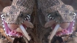 Common Death Adder Eating a Fuzzy [upl. by Arracahs]