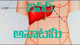 liver anatomymedtelugu [upl. by Adelind]