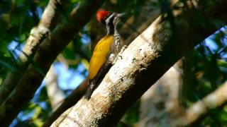 Greater Flameback woodpeckers near Maredumilli  East Godavari district  Andhra Pradesh  India [upl. by Namsaj]