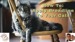 How to Apply Broadline to your Cat [upl. by Kallista]