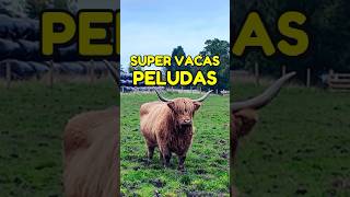 🐮 Conociendo las Vacas Peludas  Escocia en su Estado Puro 🇬🇧 Highlands Vacas Escocia Viaje [upl. by Enetsirhc]