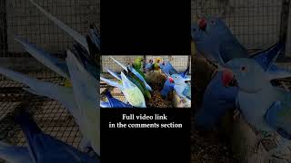 Hungry Parrots cute beautiful viral amazing mutation shorts [upl. by Vijar]