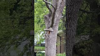 Squirrel proof bird feeder made from a coffee can [upl. by Anid]