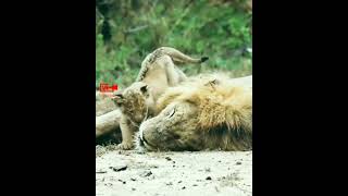 Lion cub Farts on Daddy Lions Face  Cute Lion Cub  Cute and funny animal babies wildlife [upl. by Sillihp]