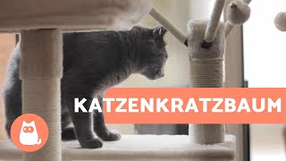 Kratzbaum für Katzen  Vorteile und optimaler Stellplatz [upl. by Ydwor]