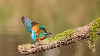 Paringsritueel en visoverdracht van de IJsvogels Kingfisher [upl. by Prichard]