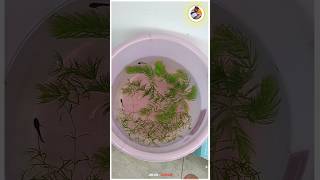 Female Betta Grooming Setup💥🐠🥰 bettafish  jeelanivlogger [upl. by Aihsenot]