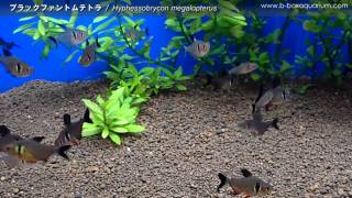 Tropical  ブラックファントムテトラ  Hyphessobrycon megalopterus [upl. by Yehsa]