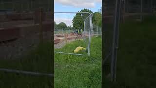 HS2 quotArmadilloquot Robot Harassing Pedestrian on Public Footpath [upl. by Koslo]