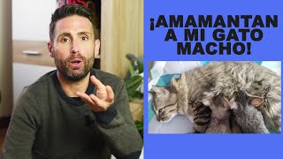 ¿Es normal que un gato macho se deje amamantar [upl. by Anehsat679]