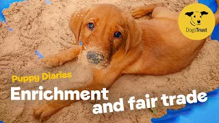 Enrichment ideas for your puppy  Dog School  Dogs Trust [upl. by Rosenberger]