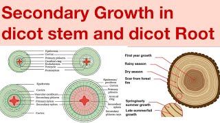 Secondary growth in dicot stem and rootplant Anatomy part 7NEETugNCERTcbse boardclass1112 [upl. by Yllod]