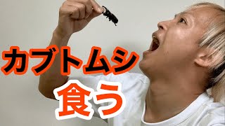 【昆虫食】カブトムシ食べたら衝撃的な味すぎてトラウマになりかけてんけど、なんで？笑 [upl. by Grimes]