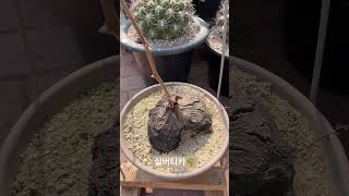 실버티카🪴Dioscorea sylvatica 아프리카식물 plants 반려식물 구근식물 caudex [upl. by Sharron]