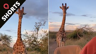 Watch this giraffe chase vehicle of tourists on a safari tour 🦒  SWNS shorts [upl. by Rodmur]