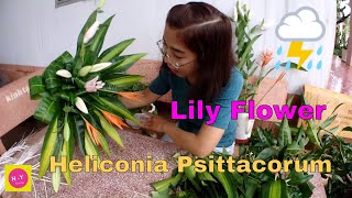 How to make a Heliconia PsittacorumLily Flower Arrangement for Altar [upl. by Jenei]