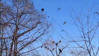 Buzzards Roost at Sardis Lake [upl. by Eleynad602]