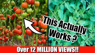 Grow Lots of Tomatoes Not Leaves  Complete Growing Guide [upl. by Hannis]