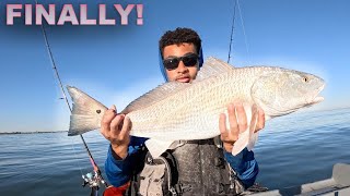 Inshore kayak fishing for Redfish Fall drum run [upl. by Hodgson]