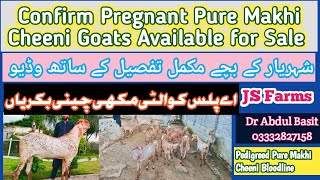 Pregnant Goats Dilber Baadil Cross Pure Makhi Cheeni Beetal bloodline Pedigreed  مکھی چینی بکریاں [upl. by Lehacim]