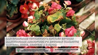 Бактериальная пятнистость листьев бегонии Xanthomonas axonopodis pv begoniae Takimoto Vauterin [upl. by Nali]