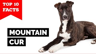 Mountain Cur  Top 10 Facts [upl. by Pine]