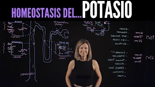 Homeostasis del Potasio K regulación renal y hormonal causas y efectos de los desbalances [upl. by Bertha273]