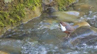 Wasseramsel und Köcherfliegenlarven  Whitethroated Dipper and Caddis fly larvae [upl. by Anilecram]