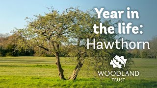 A year in the life of a hawthorn tree [upl. by Sarine]