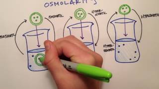 LPA 1B  Osmolarity vs Tonicity [upl. by Adnohr]