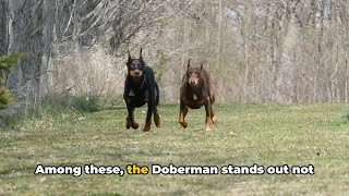 Ways Dobermans Are Different From Other Dogs dogs doberman Sylvester Stallone [upl. by Eeneg]