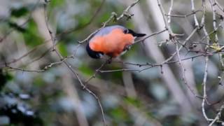 Bullfinches feeding on buds [upl. by Nimra67]