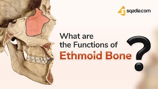 What are the Functions of Ethmoid Bone  Anatomy [upl. by Sine762]