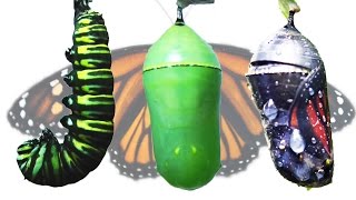 Monarch Butterfly Metamorphosis Timelapse FYV [upl. by Cameron]