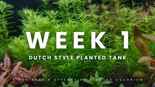 Dutch Style Planted Tank Week 1 Update [upl. by Legin]