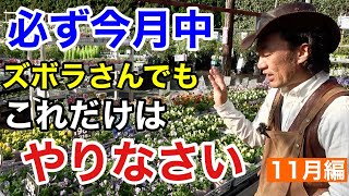 【ここで差が出る植物管理】各植物11月は勝負の月になります 【カーメン君】【園芸】【ガーデニング】【初心者】 [upl. by Berard]