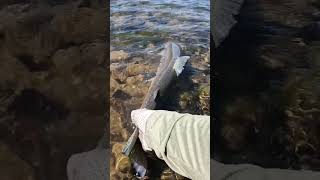 GIANT Summer Steelhead Let Em Grow BIG [upl. by Hafinah]