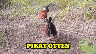 AYAM HUTAN LANGSUNG DATANG SAAT MENDENGAR KOKOK PIKAT [upl. by Fiester]