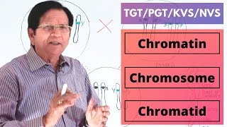 Chromatin Chromosome amp Chromatid  TGTPGTKVSNVS [upl. by Nollie]