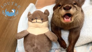 The Result of Giving New Stuffed Animals to Otters [upl. by Kalil]