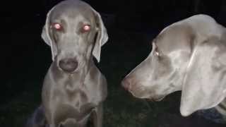 Weimaraners having an argument [upl. by Alfonse]