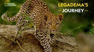 Legademas Journey  Joubert Big Cat Reversion  हिंदी  Full Episode  S1  E1  Nat Geo [upl. by Akienat]