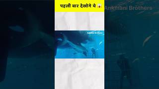 Shark attack shortvideo [upl. by Attayek443]