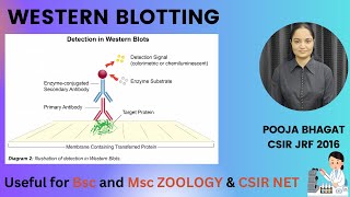 Western Blotting [upl. by Unni106]