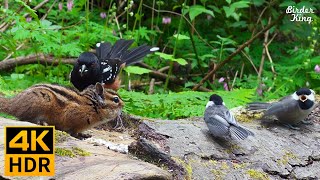 Cat TV for Cats to Watch 😺 Cute Birds Chipmunks Squirrels Doves and Ducks 🐦🐿️ 8 Hours4K HDR [upl. by Eico]