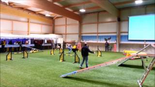 Bouvier des flandres agility [upl. by Dianna430]